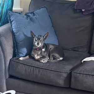 Meet your Posher, Casey